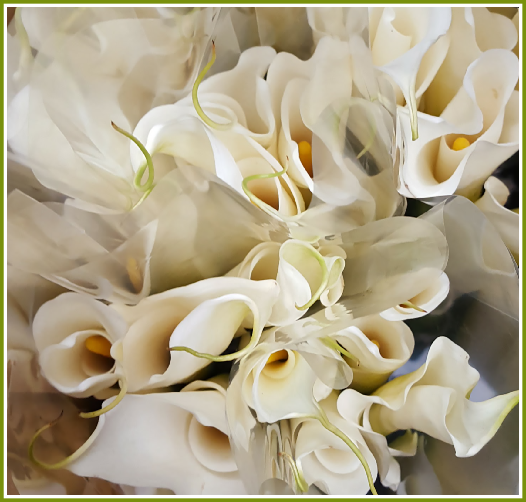 Calla Lillies